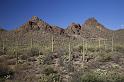 122 Saguaro National Park